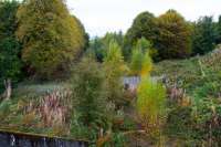 This forest is the former yard at Kincardine Power Station. There is track down there.<br><br>[Ewan Crawford 08/10/2017]