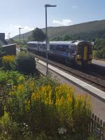 Golden rod at Rogart - a harbinger of Autumn.<br><br>[John Yellowlees 17/08/2017]