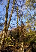 A recent walk along the Water of Leith Walkway showed that there are still a few telegraph poles lurking in the undergrowth, and here's one near Balerno.<br>
I think some-one's already cracked the joke about 'bush telegraph', so I'll refrain....<br><br>[Alasdair Taylor 19/11/2017]