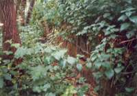 Overgrown remains of the platform at Campsie Glen - now gone.<br><br>[Ewan Crawford //1987]