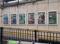 <h4><a href='/locations/K/Keynsham'>Keynsham</a></h4><p><small><a href='/companies/G/Great_Western_Railway'>Great Western Railway</a></small></p><p>Pleasant floral posters brightened up a dull concrete wall behind platform 1 at Keynsham in May 2022. 119/122</p><p>01/05/2022<br><small><a href='/contributors/Ken_Strachan'>Ken Strachan</a></small></p>